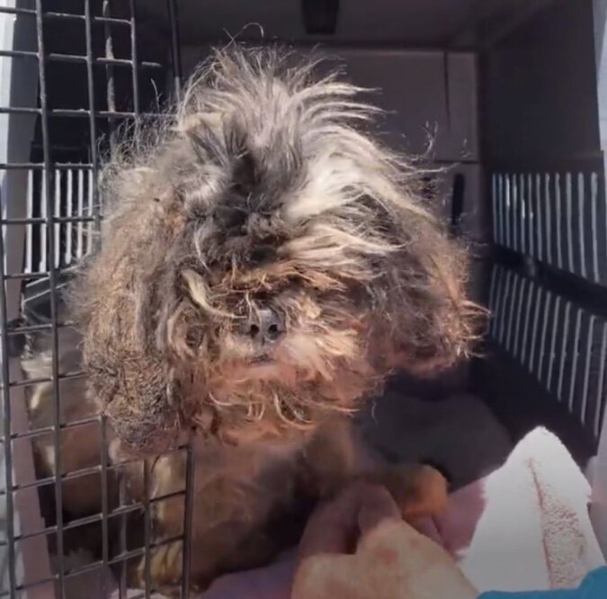 Ein alter Hund konnte wegen Haarknäueln nichts mehr sehen Freiwillige