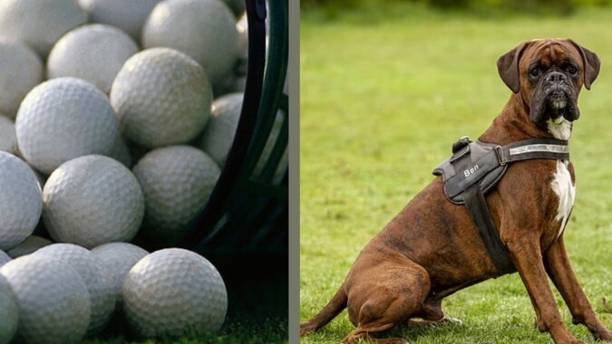 Ein Hund und Golfbälle. Quelle: publika.com