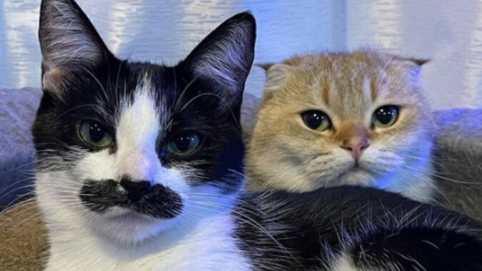 Zwei Katzen. Quelle: instagram