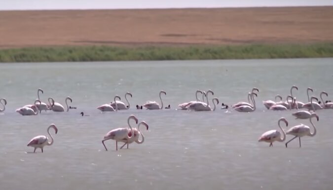 Flamingos. Quelle: Screenshot YouTube