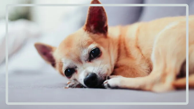 Der Chihuahua. Quelle: goodhouse.com