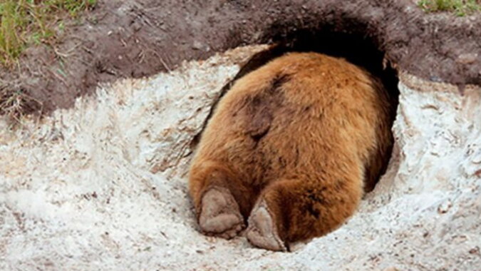 Ein Bär in seiner Höhle. Quelle: laykni.com