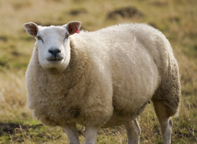 Ein Schaf. Quelle: dailymail.co.uk
