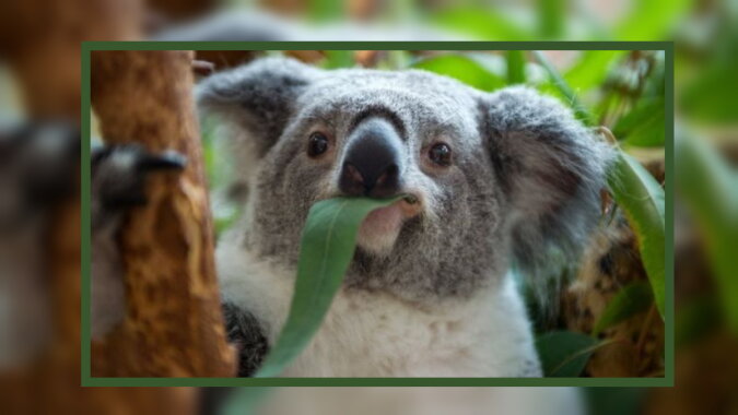 Ein Koala. Quelle: bbc.com