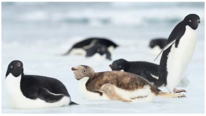 Seltene Sichtung eines nicht fliegenden Vogels in der Antarktis. Quelle:National Geograophic