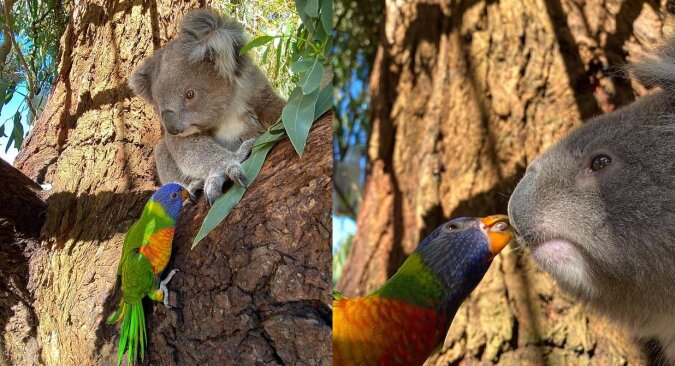 Koala und Papagei. Quelle: dailymail.co.uk