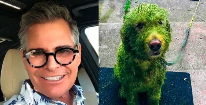 Der Besitzer ließ seinen süßen Hund spazieren gehen und das "grüne Monster" kam zurück