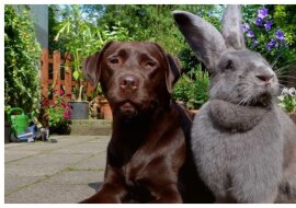 Der belgische Hase und der Hund sind gleich groß. Quelle: travelask.сom