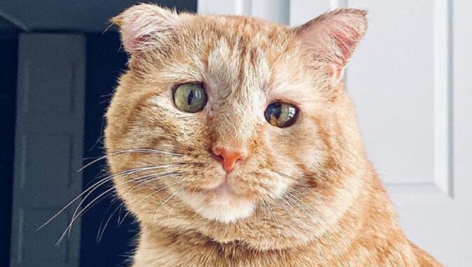 Die Geschichte von Herrn Willis, der unglücklichsten Katze aller Zeiten