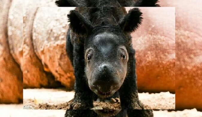 Das Sumatra-Nashorn. Quelle: dailymail.co.uk