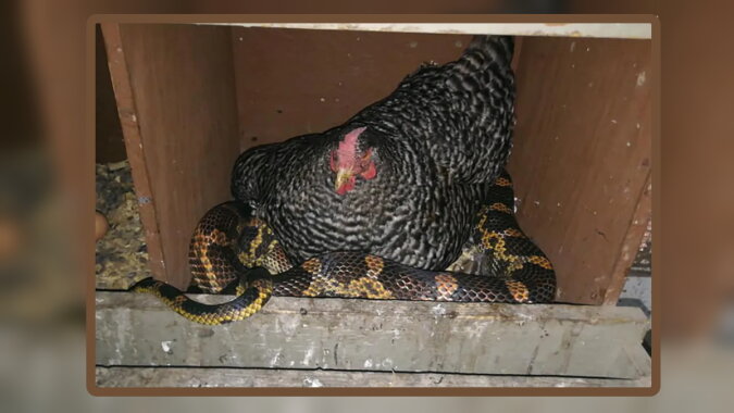 Ein Huhn kuschelt mit einer Schlange. Quelle: nypost.com