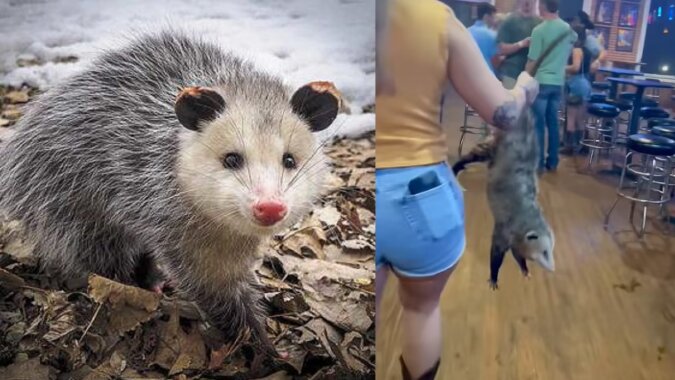 Das Opossum. Quelle: dailymail.co.uk