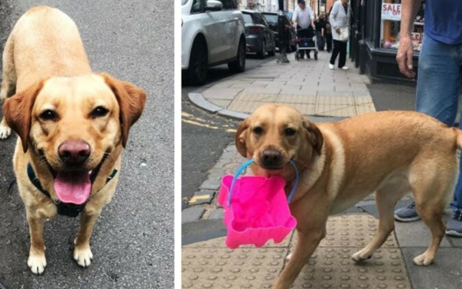 Labrador schleppte immer Müll von seinen Spaziergängen, und die  Besitzerin überlegte sich, wie seine Gewohnheit der Natur helfen könnte