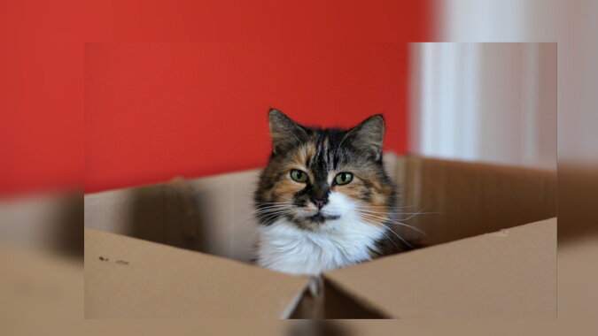 Die Katze in einer Kiste. Quelle: catpeople