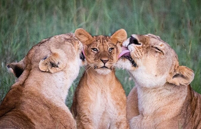 "Familienfavorit": Der Fotograf hat eine Aufnahme gemacht, die die selbstlose Liebe der Löwinnen zu einem Löwenbaby zeigt