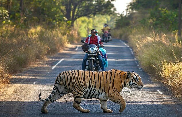 "Unerwarteter Fußgänger": Biker mussten ihre Fahrt wegen eines Tigers unterbrechen, der entschied, die Straße zu überqueren