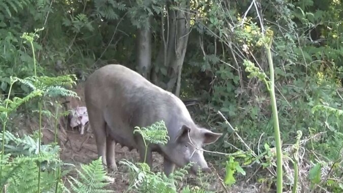 Schweinemama im Wald. Quelle: www. goodhouse.сom