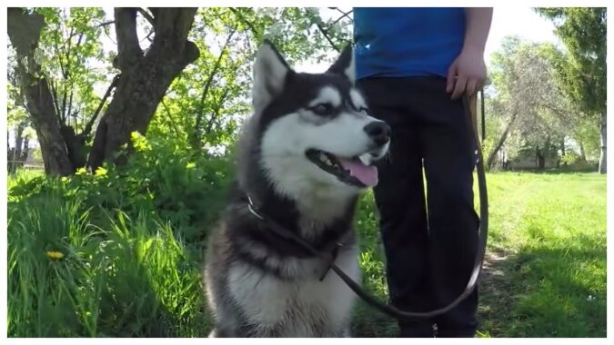 Mensch und Hund. Quelle: Screenshot YouTube