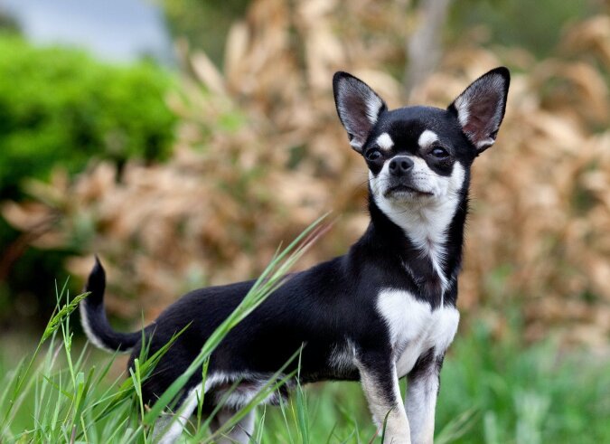 Chihuahua. Quelle: dailymail.co.uk