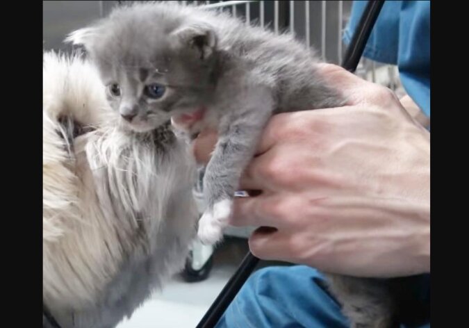 Eine Katze ließ ein Kätzchen fallen, als sie von zu Hause weglief: das Baby steckte in der Wand fest und musste gerettet werden