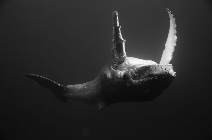 Unterwasserfotograf freundet sich mit Buckelwalen an und fotografiert ihr Leben