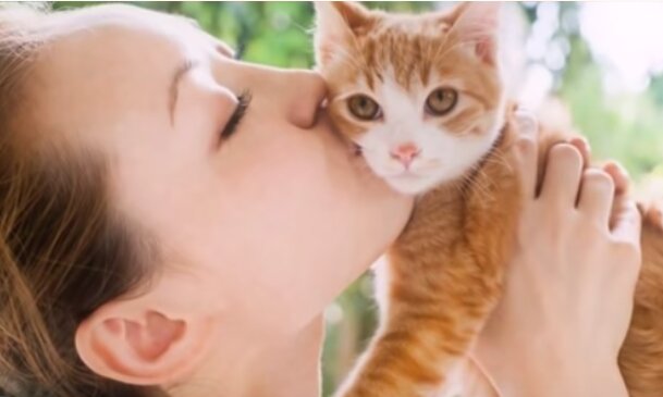 "Eigener  Mensch": Katzen nehmen Besitzer als Eltern wahr