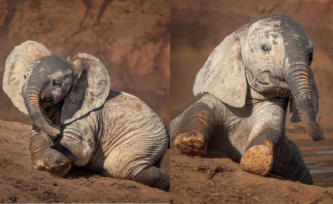 Paar entzückender junger Elefanten. Quelle: dailymail.co.uk