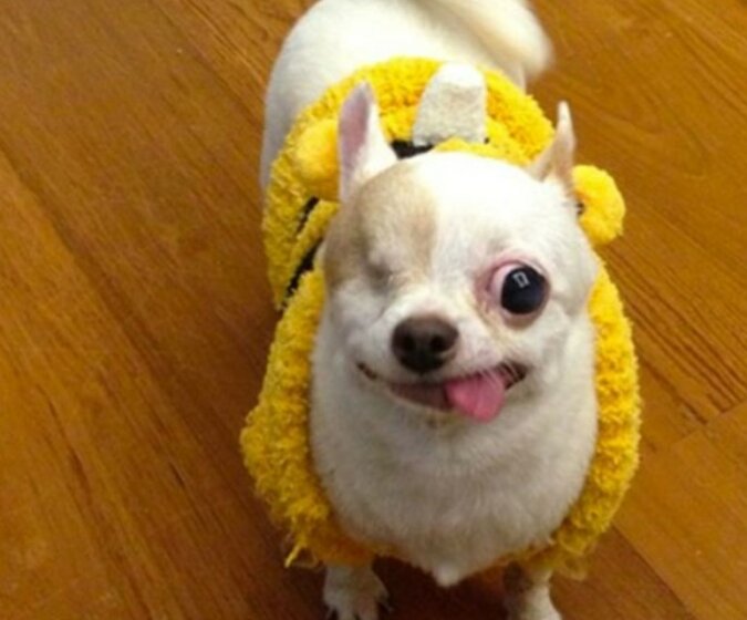 Warum wurde die kleine Chihuahua Joghurt mit einem Auge zum Star des Internets