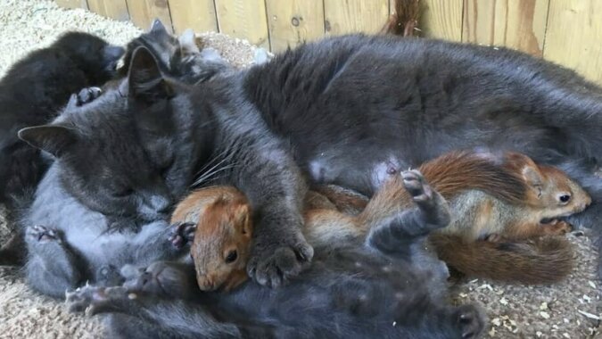 Eine Katze kümmert sich um Eichhörnchen. Quelle: www. laykni.com