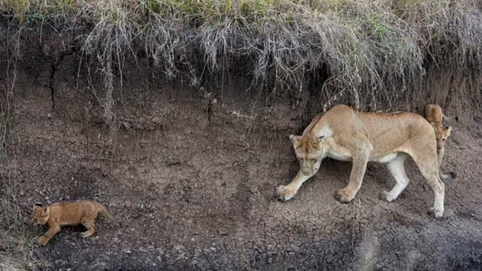 Eine Löwin mit kleinen Löwenjungen. Quelle: dailymail