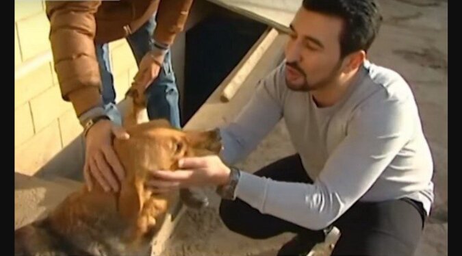 Ein zweites Leben für 350 Hunde: Ein Mann liest Hunde von der Straße auf, pflegt sie und bringt ihnen bei, Menschen wieder zu vertrauen