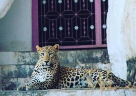 Leoparden in Indien. Quelle: petpop.com
