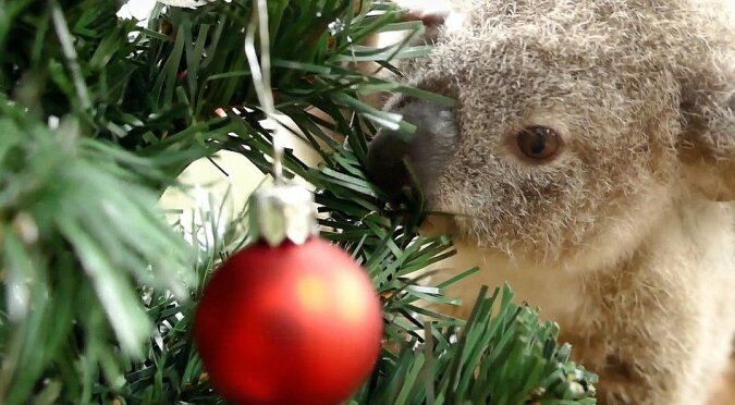 "Weihnachten für alle": Die Familie schmückte den Weihnachtsbaum und fand darin ein Tier, das ebenfalls an den Feiertagen teilnehmen wollte