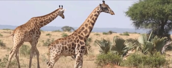 Giraffen. Quelle: Screenshot YouTube