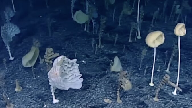 Unterwasser-Wald.  Quelle: Screenshot YouTube