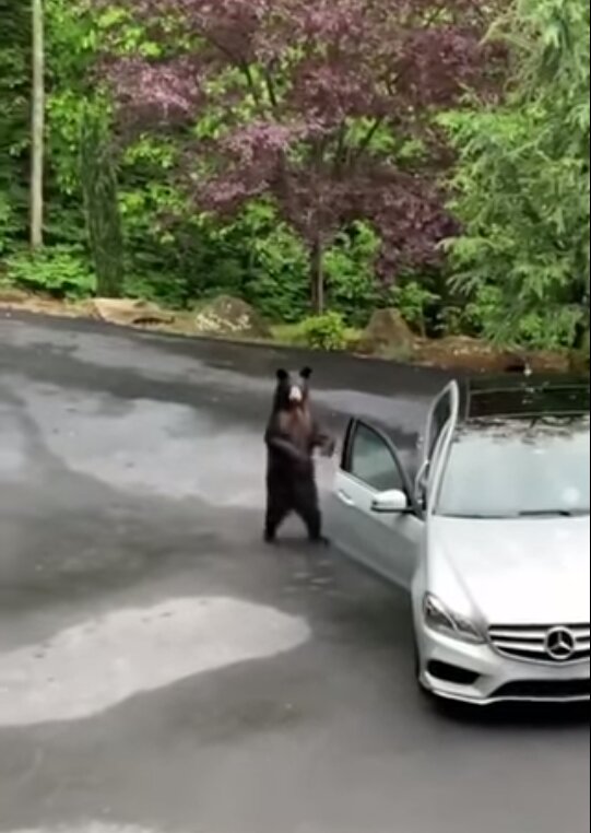 Der Bär, der den Wagen öffnete, hatte Angst vor dem, was er getan hatte