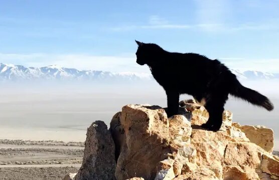 Wahre Freundschaft: Auch in den Bergen verliess die Katze ihren Besitzer nicht und lernte mit ihm Bergsteigen