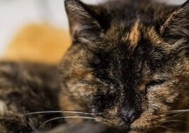 Die älteste Katze der Welt. Quelle:guinnessworldrecords.com