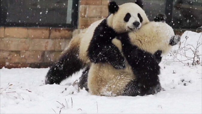"Freude wegen des Schnees": Entzückende Pandas lieben es zu spielen und in Schnee zu stürzen