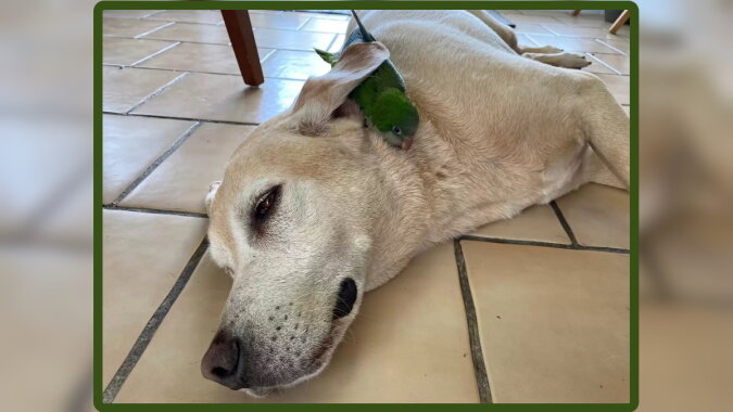 „Jetzt gibt es für den Hund nichts Wichtigeres“: Labrador rettete einen Papagei und wurde sein bester Freund