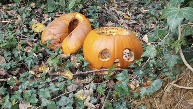 Halloween-Kürbisse sind gefährlich für Wildtiere. Quelle:Woodland Trust