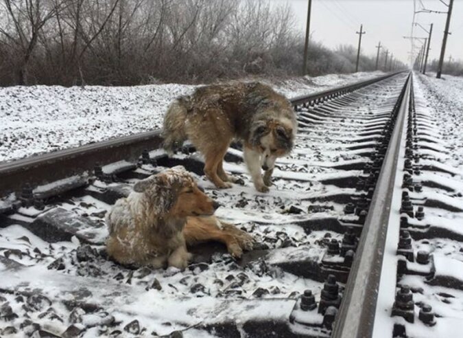 Der Hund konnte dem fahrenden Zug wegen nicht entkommen, aber ein tapferer Freund kam ihm zu Hilfe