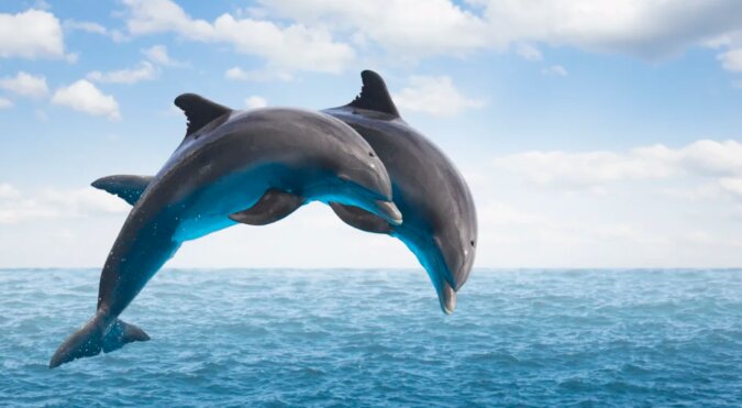 "Wir freuen uns, Gäste zu sehen": Delfine reagierten erfreut auf Besucher des Aquariums und begeisterten alle Zuschauer