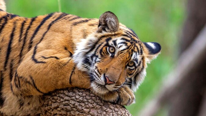 "Besitzer des Dschungels": Der Tiger beschloss, das Auto mit Touristen nicht fahren zu lassen