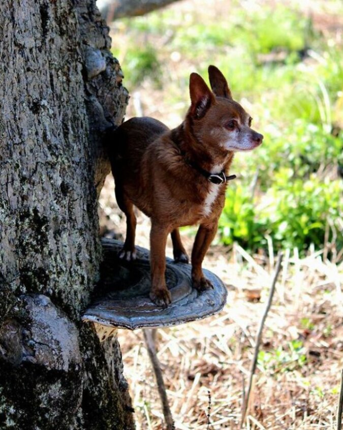 &quot;Neuer Trend&quot; Besitzer fotografieren kleine Hunde auf großen Pilzen