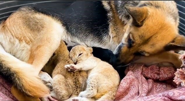 Die treue Schäferhundin will zwei Löwenbabys aufzuziehen, nachdem ihre Löwinnenmutter sie verlassen hat