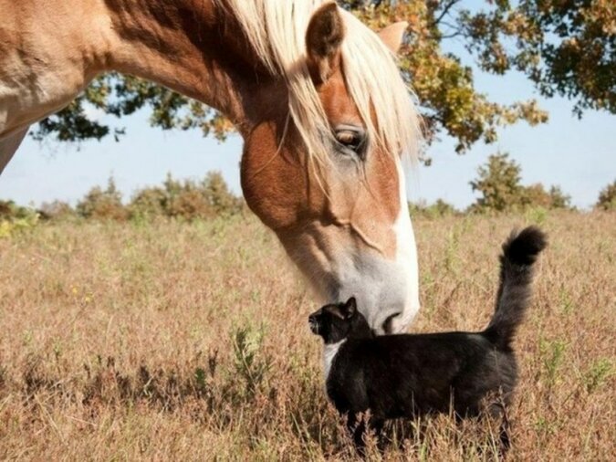 Sie fand ein gemütliches Plätzchen: Die Katze beschloss, sich auf den Rücken eines Pferdes zu setzen