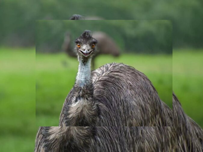 Emu. Quelle: dailymail.co.uk