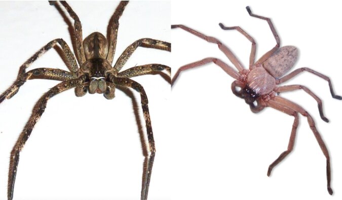 Die größte Spinne der Welt. Quelle: www. bigpicture.сom