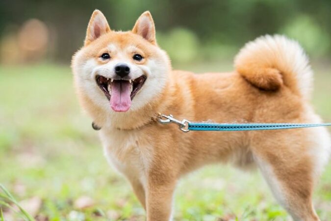 Entzückendes Lächeln: Was ist das Geheimnis der Beliebtheit der Shiba Inu-Hunde